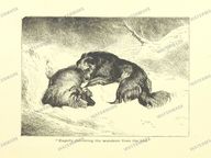 Fauna Vintage Prints