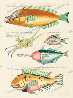 Fish Vintage Prints