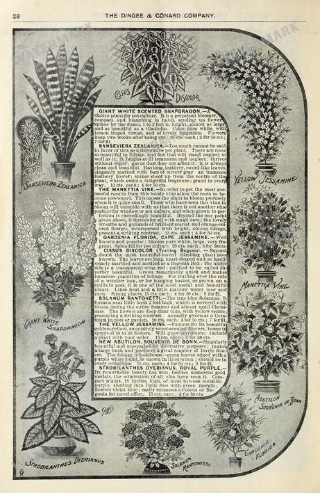 Floral Vintage Prints