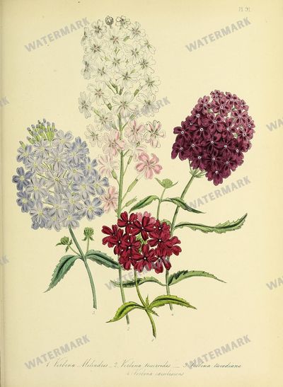 Floral Vintage Prints
