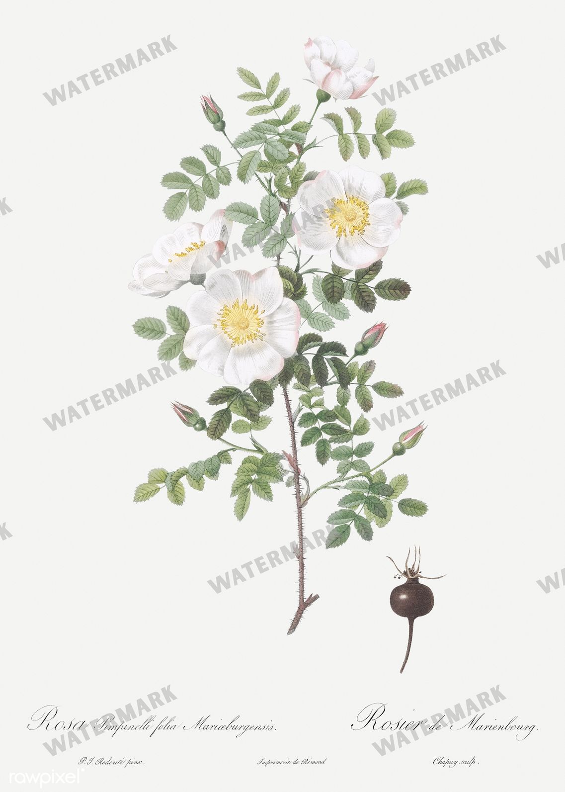 Floral vintage illustration, printable digital download, image 12