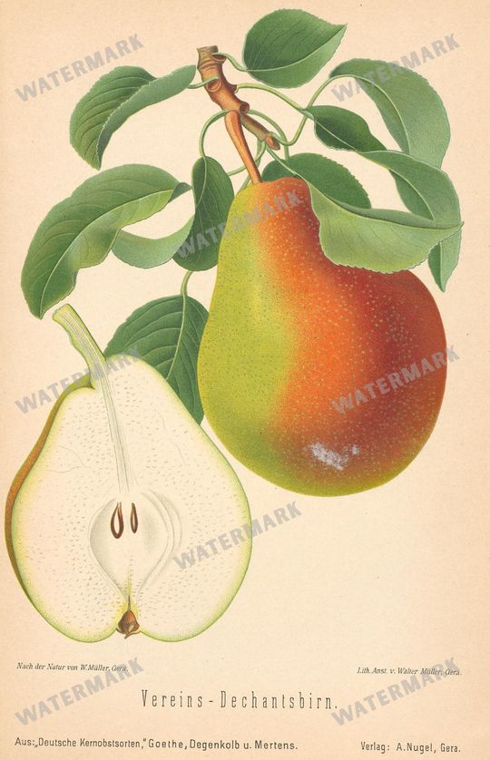 Fruit And Vegetables Vintage Prints
