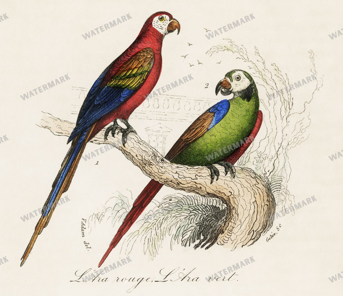 Lithographs Vintage Paintings