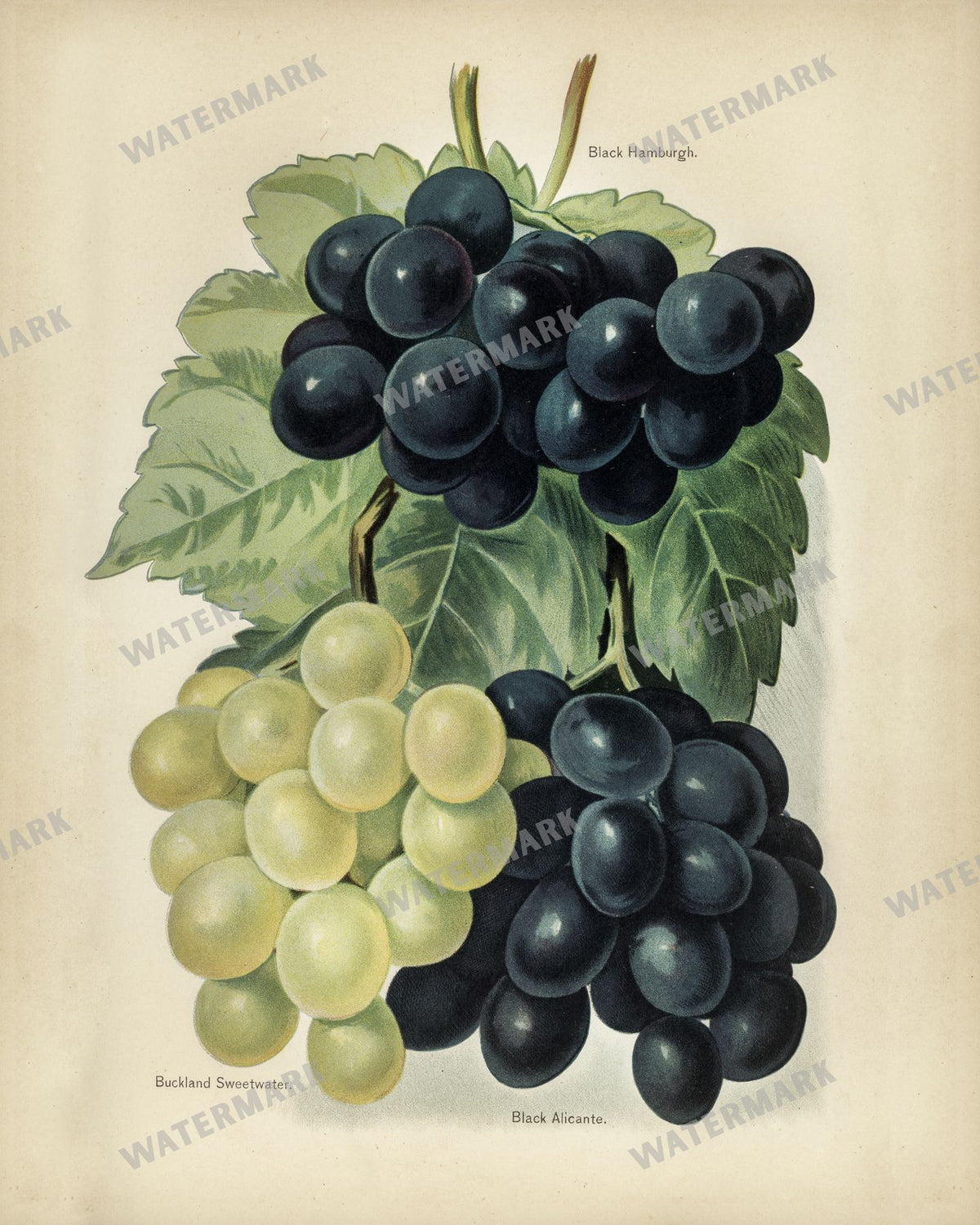 The Fruit Grower'S Guide Vintage Paintings