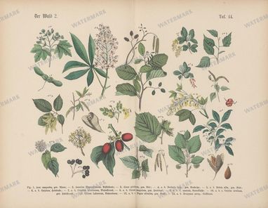 Vintage Botanical Vintage Prints