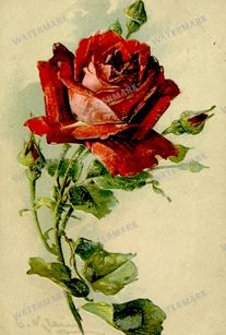 Vintage Roses Vintage Prints