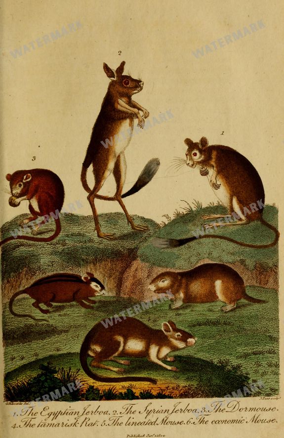 Wildlife Vintage Prints