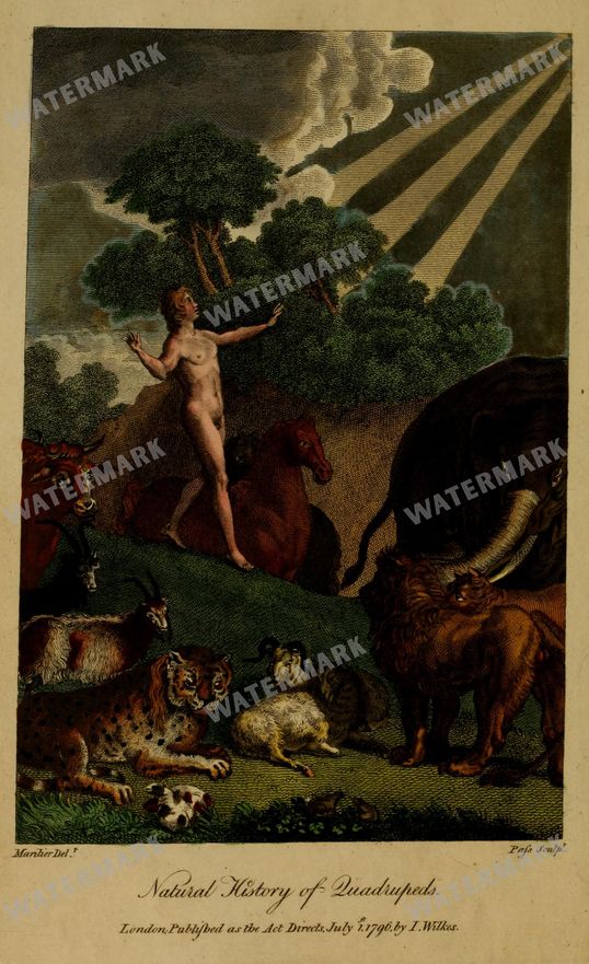 Wildlife Vintage Prints
