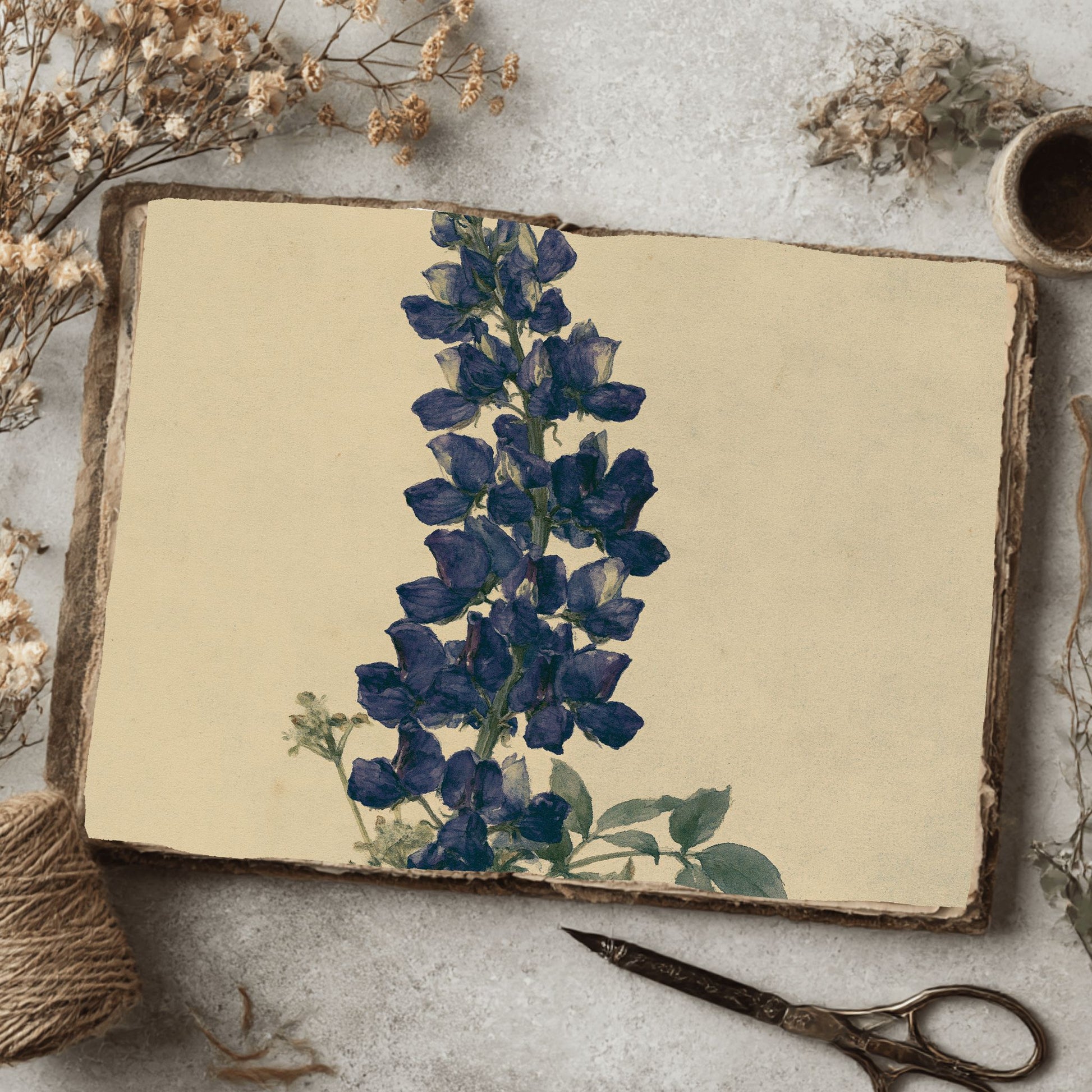 Vintage Arroyo Lupine Botanical Illustration