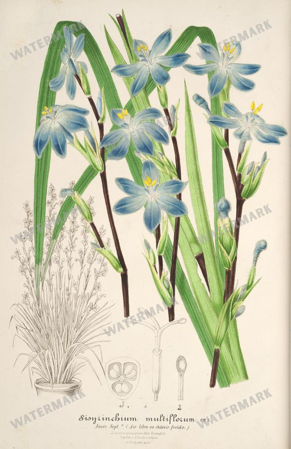 Floral Illustrations