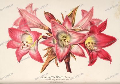 Floral Illustrations