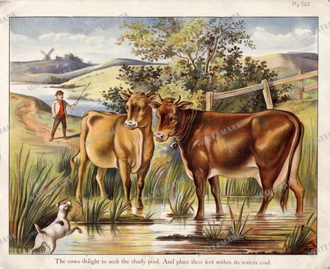 Animals Vintage Prints