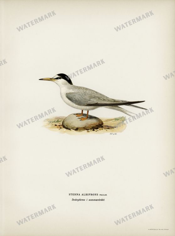 Birds Vintage Prints