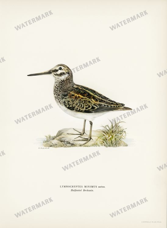 Birds Vintage Prints
