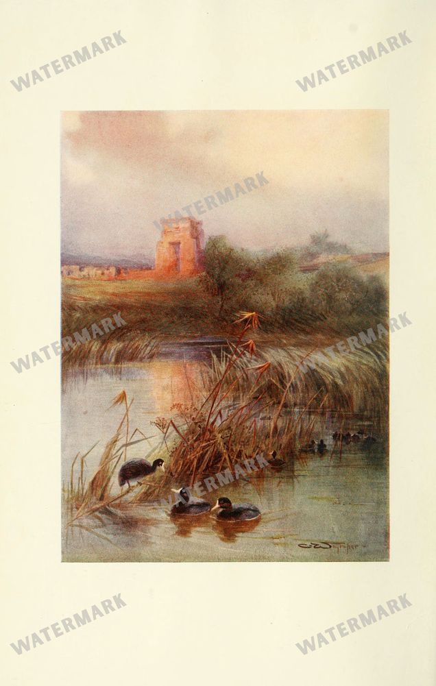 Birds Vintage Prints