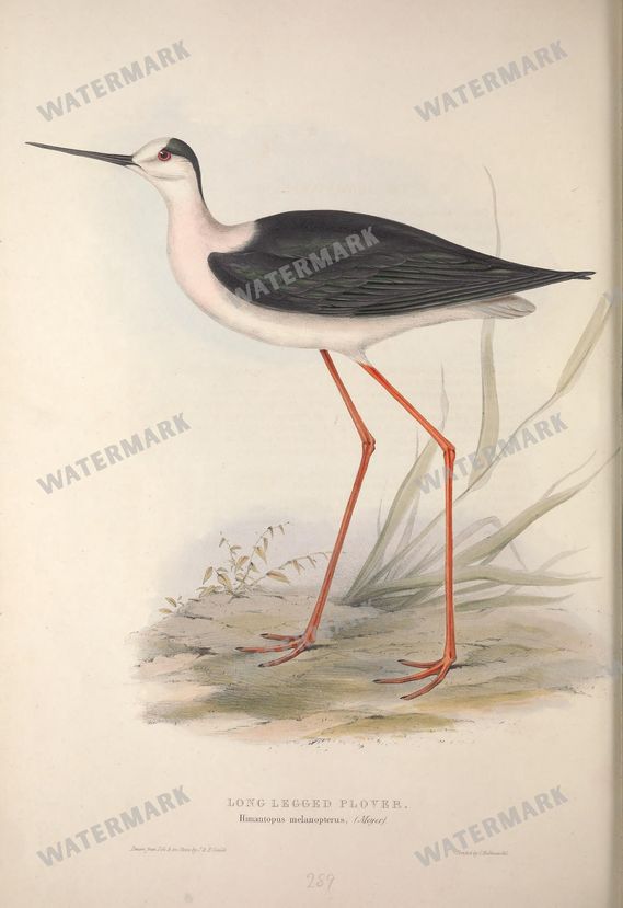Birds Vintage Prints