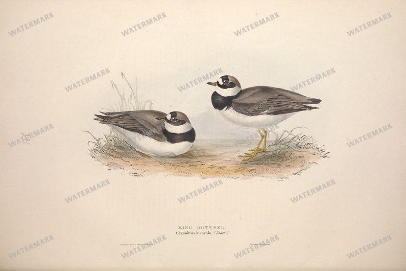 Birds Vintage Prints