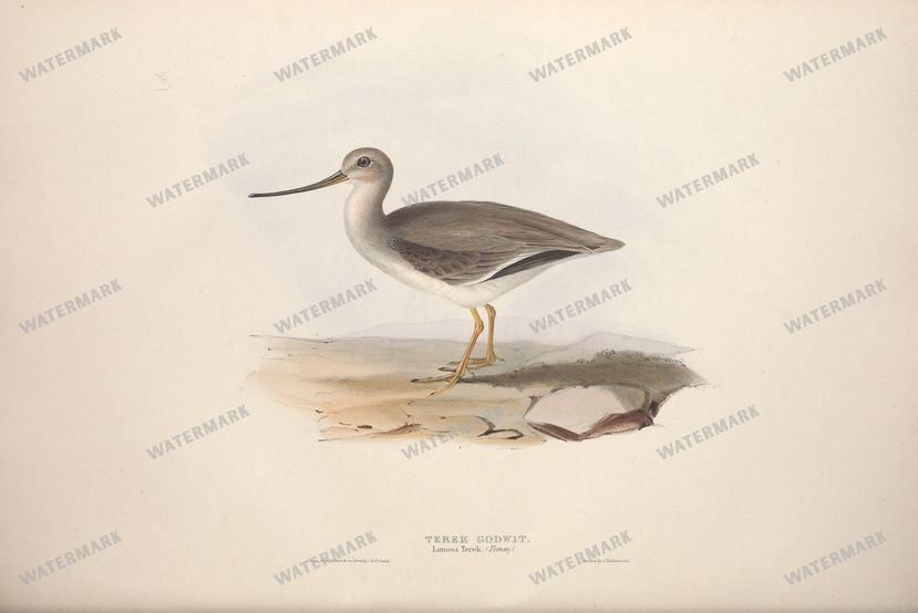 Birds Vintage Prints