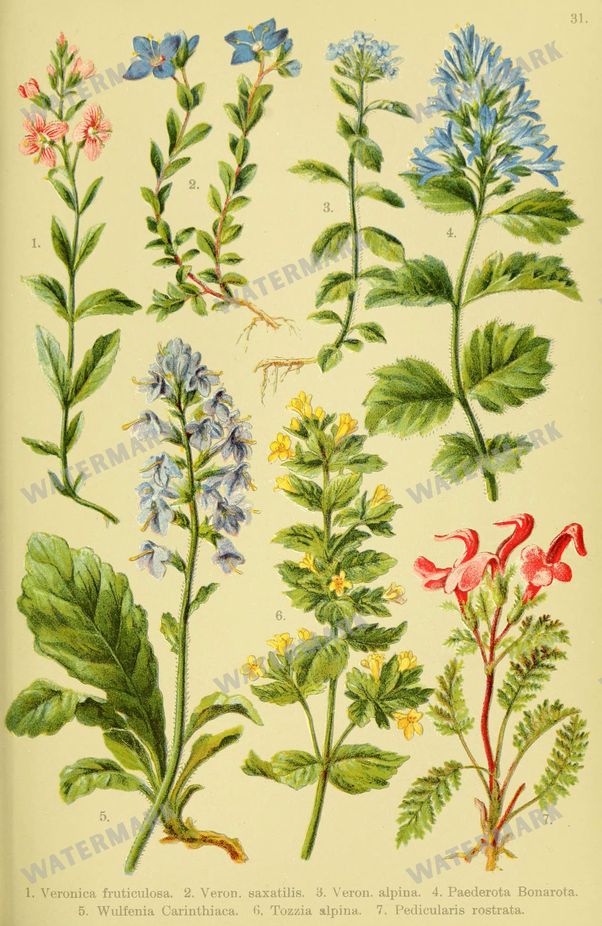 Botanical Alpen-Flora Vintage Prints