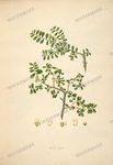 Botanical Plant Vintage Prints