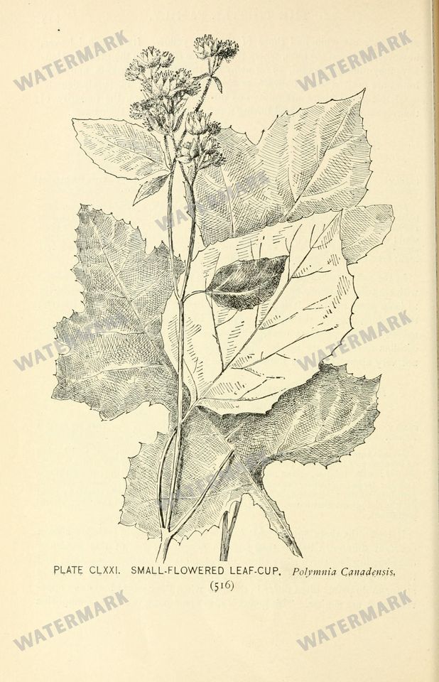 Botanical Sketches Vintage Prints
