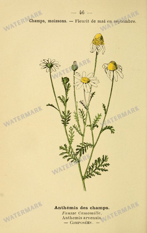 Botanical Vintage Prints