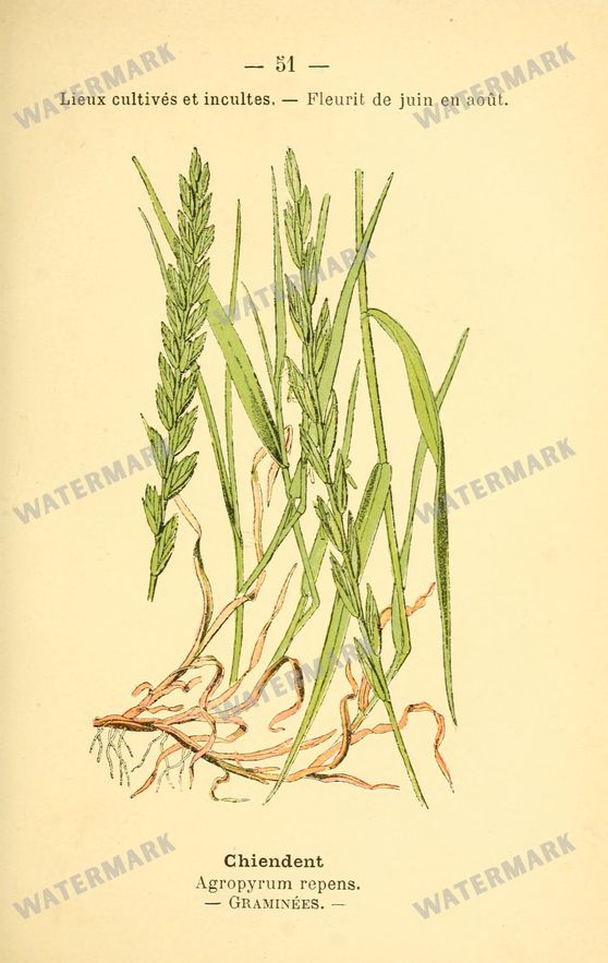 Botanical Vintage Prints