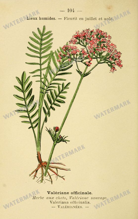 Botanical Vintage Prints