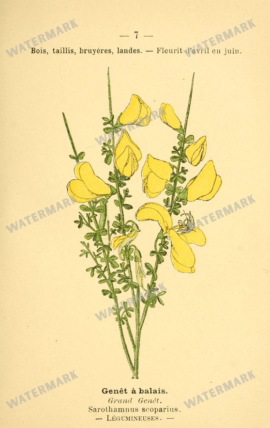 Botanical Vintage Prints
