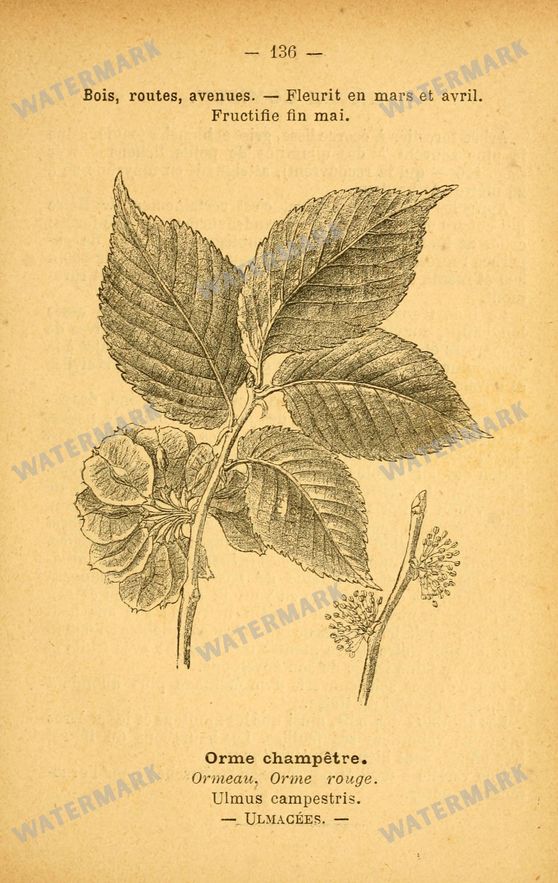 Botanical Vintage Prints