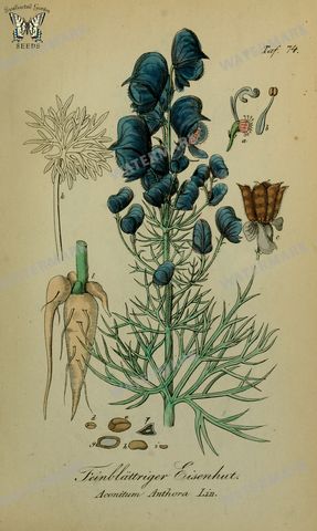 Botanical Vintage Prints