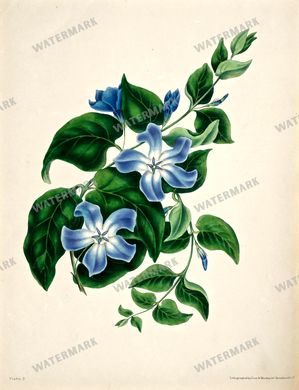 Botanical Vintage Prints