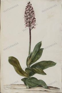 Botanical Vintage Prints