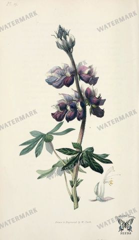 Botanical Vintage Prints
