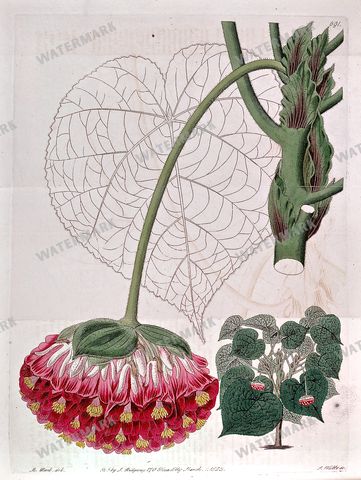 Botanical Vintage Prints