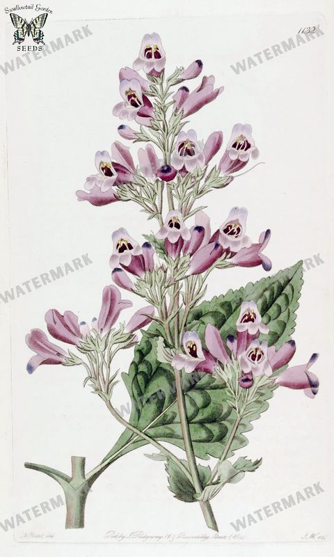 Botanical Vintage Prints