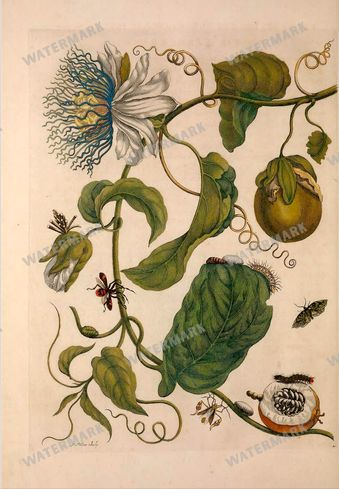 Botanical Vintage Prints
