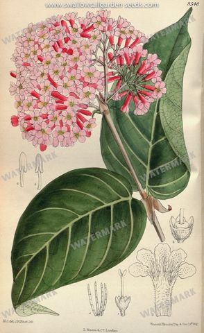 Botanical Vintage Prints