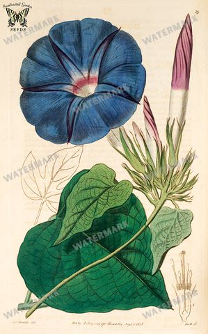Botanical Vintage Prints