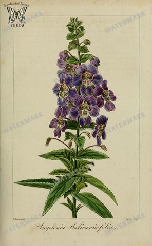 Botanical Vintage Prints