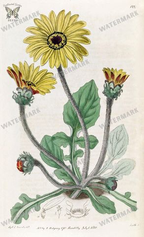 Botanical Vintage Prints