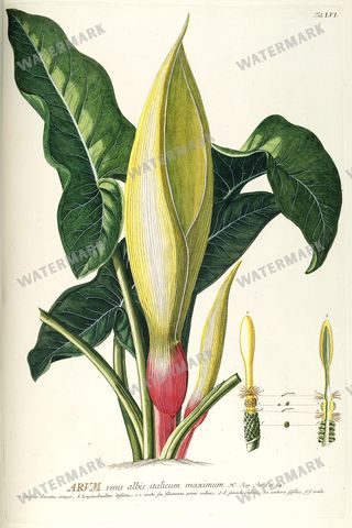 Botanical Vintage Prints