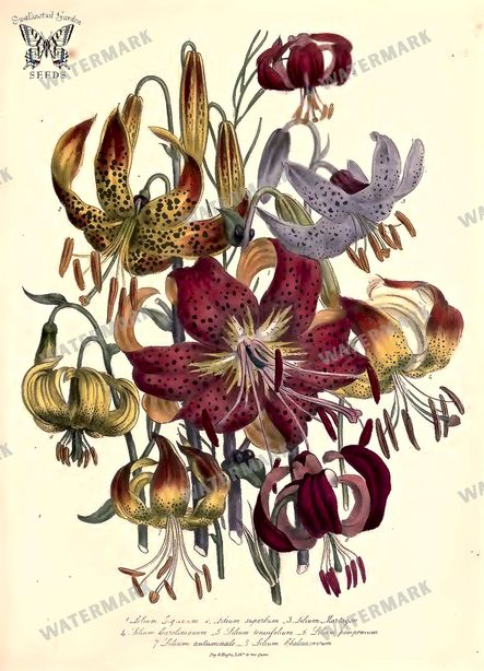 Botanical Vintage Prints