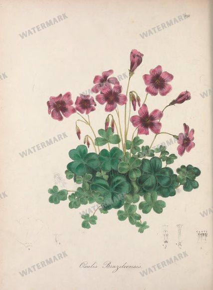 Botanical Vintage Prints