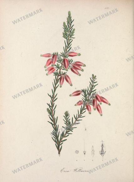 Botanical Vintage Prints
