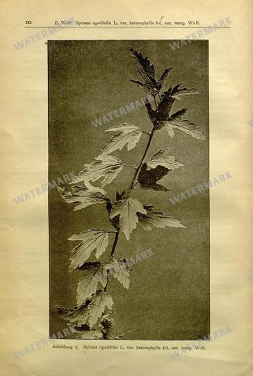 Botanical Vintage Prints