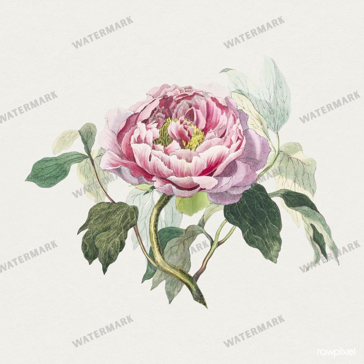 Botanical Vintage Prints