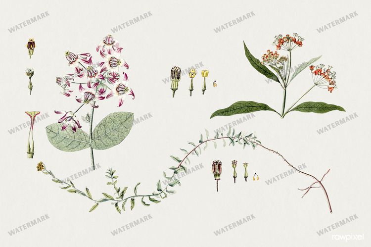 Botanical Vintage Prints