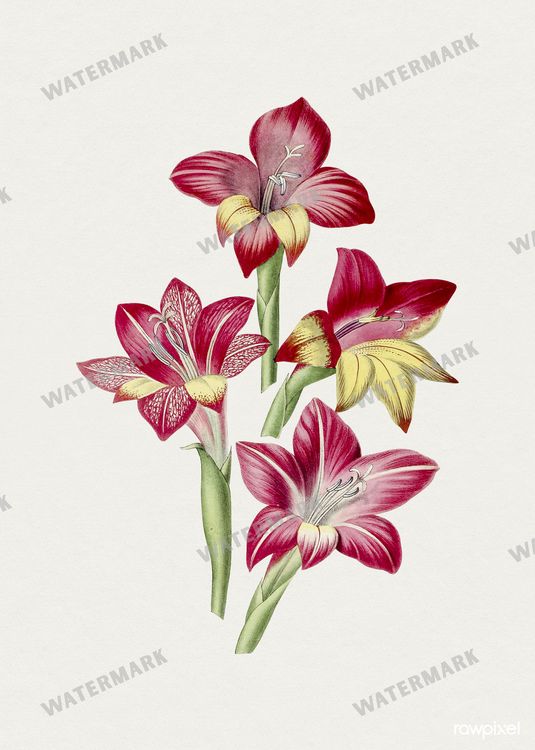 Botanical Vintage Prints