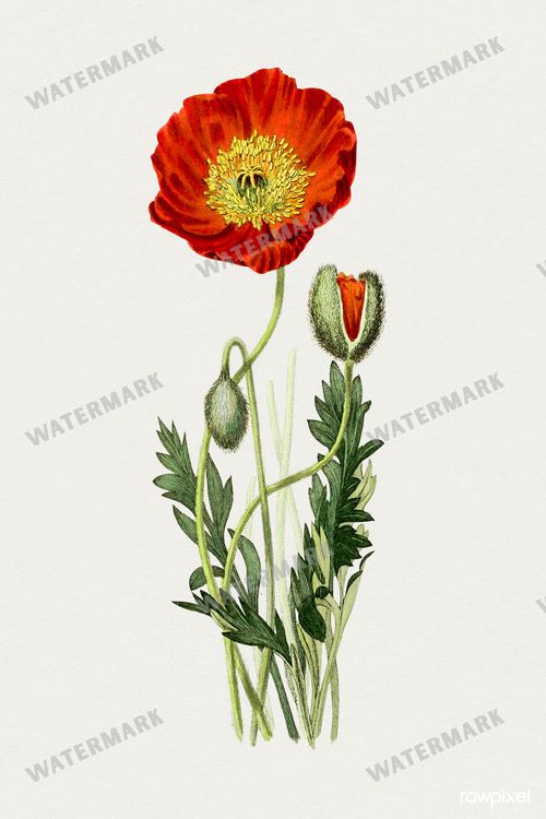 Botanical Vintage Prints